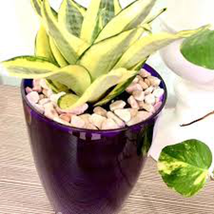 Sansevieria o lengua de suegra planta natural en maceta de 13 cm